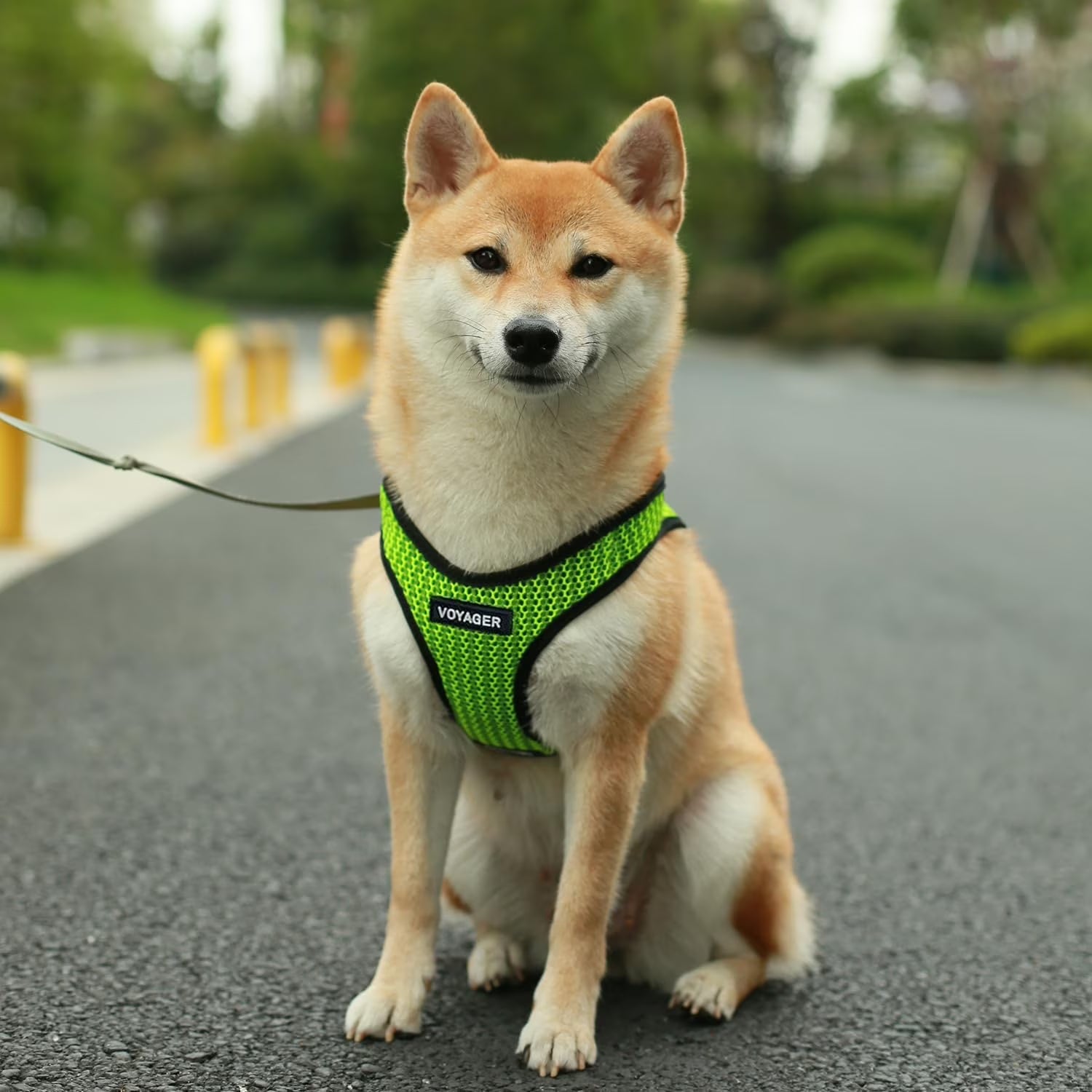 Step-In Air Mesh Dog Harness by Best Pet Supplies